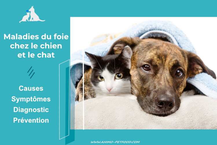 maladies du foie chez le chien et le chat